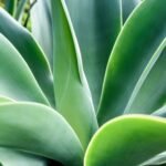 Sabonete Artesanal de Aloe Vera: 5 Benefícios para Sua Pele